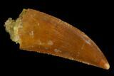 Serrated, Raptor Tooth - Real Dinosaur Tooth #127167-1